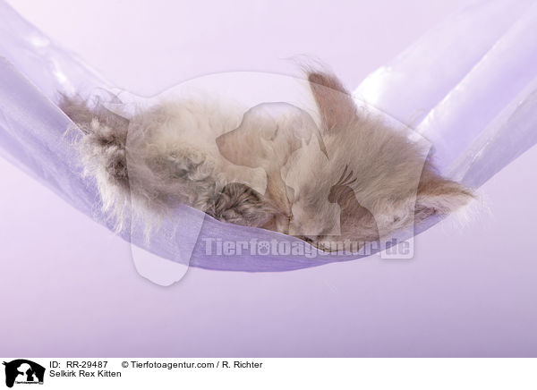 Selkirk Rex Ktzchen / Selkirk Rex Kitten / RR-29487