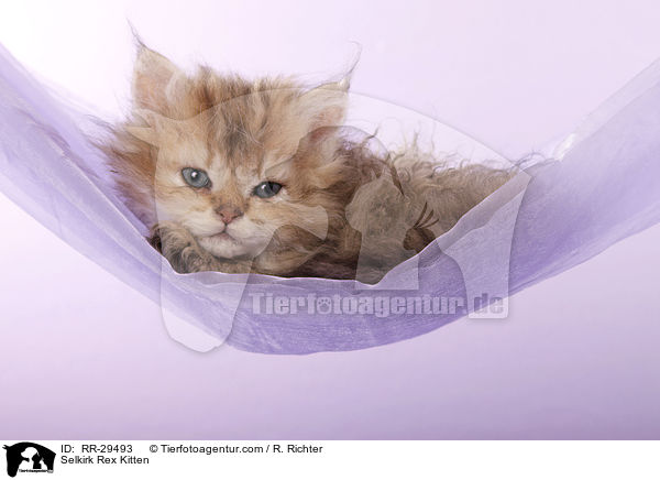 Selkirk Rex Ktzchen / Selkirk Rex Kitten / RR-29493