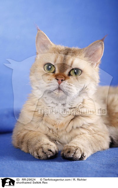 shorthaired Selkirk Rex / RR-29624