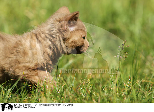 Selkirk Rex Kitten / KL-06945