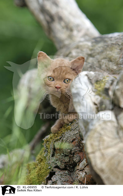 Selkirk Rex Kitten / KL-06955