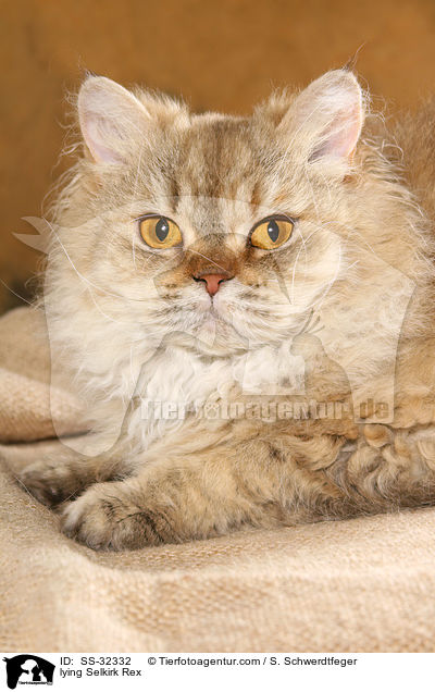 liegende Selkirk Rex / lying Selkirk Rex / SS-32332