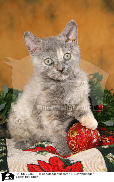 Selkirk Rex Ktzchen / Selkirk Rex kitten / SS-32363