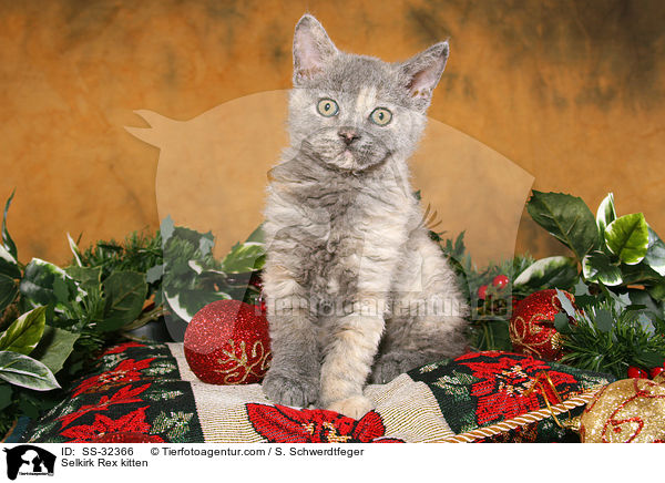 Selkirk Rex Ktzchen / Selkirk Rex kitten / SS-32366