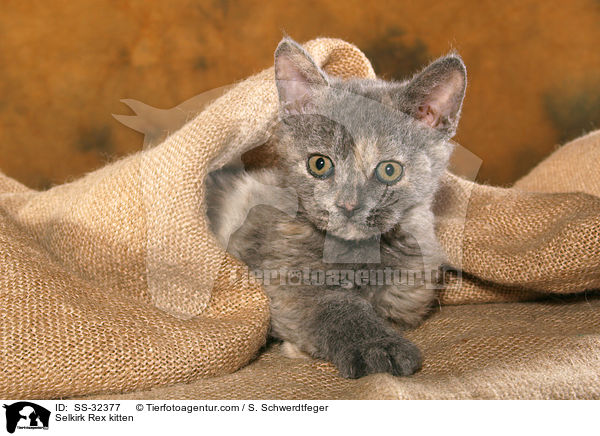 Selkirk Rex Ktzchen / Selkirk Rex kitten / SS-32377