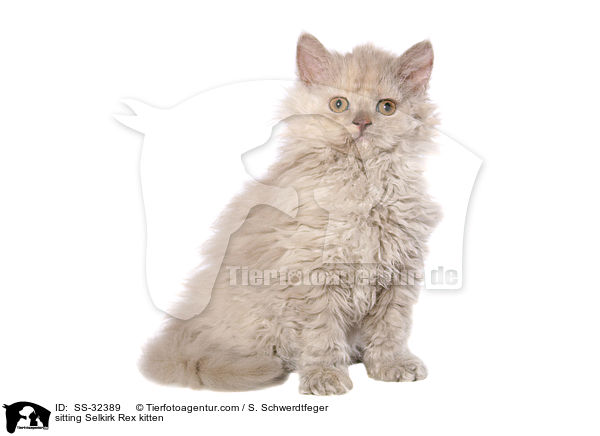 Selkirk Rex Ktzchen / Selkirk Rex kitten / SS-32389