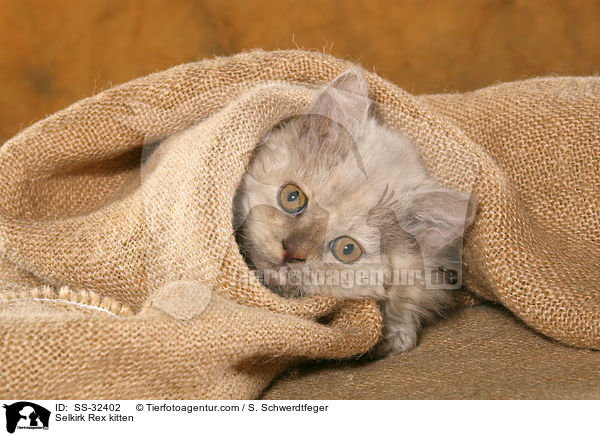 Selkirk Rex Ktzchen / Selkirk Rex kitten / SS-32402
