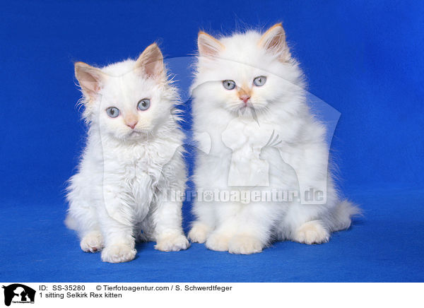1 sitting Selkirk Rex kitten / SS-35280