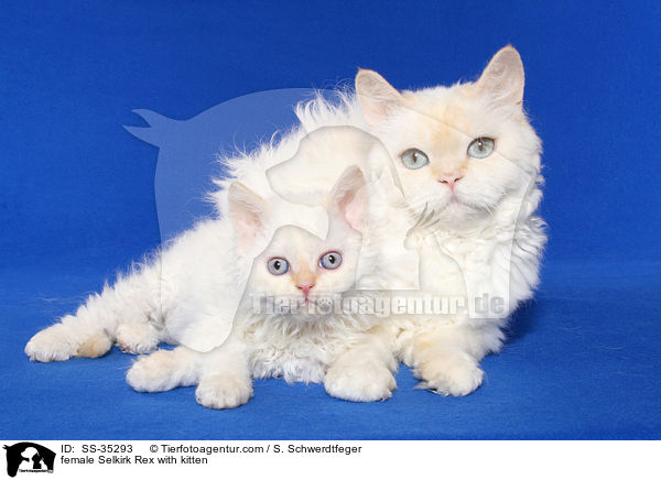 Selkirk Rex Ktzin mit Ktzchen / female Selkirk Rex with kitten / SS-35293