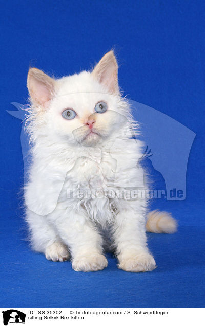 sitzendes Selkirk Rex Ktzchen / sitting Selkirk Rex kitten / SS-35302