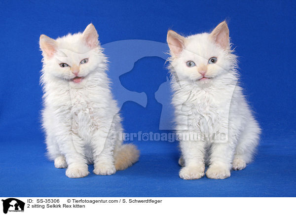 2 sitzende Selkirk Rex Ktzchen / 2 sitting Selkirk Rex kitten / SS-35306