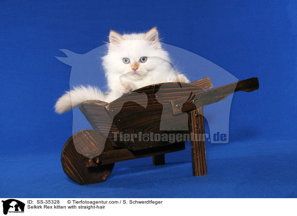 Selkirk Rex kitten with straight-hair / SS-35328