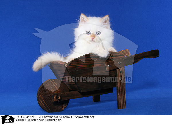 Selkirk Rex kitten with straight-hair / SS-35329