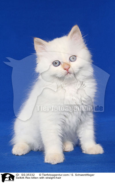 Selkirk Rex kitten with straight-hair / SS-35332