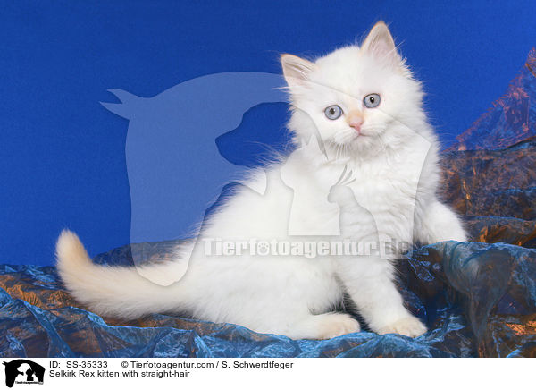 Selkirk Rex kitten with straight-hair / SS-35333