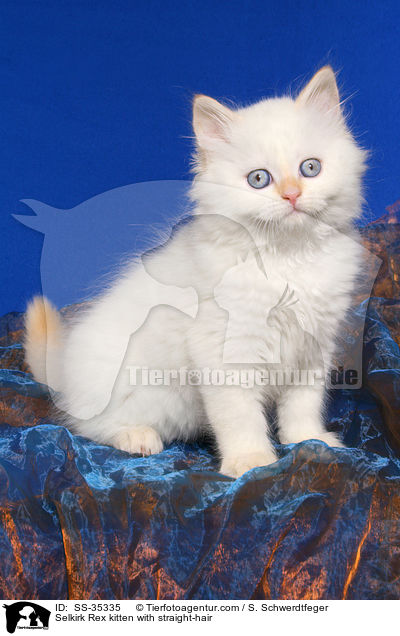 Selkirk Rex kitten with straight-hair / SS-35335