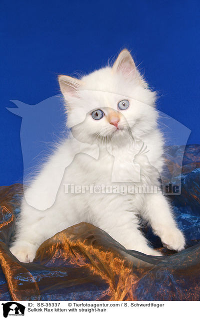 Selkirk Rex kitten with straight-hair / SS-35337