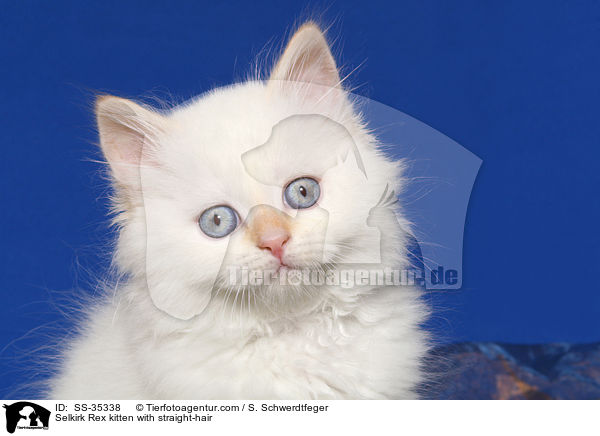 Selkirk Rex kitten with straight-hair / SS-35338