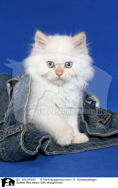 Selkirk Rex kitten with straight-hair / SS-35340