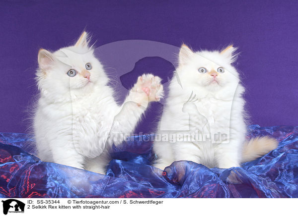 2 Selkirk Rex kitten with straight-hair / SS-35344