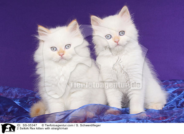 2 Selkirk Rex kitten with straight-hair / SS-35347