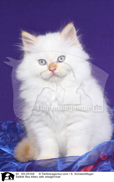 Selkirk Rex kitten with straight-hair / SS-35348