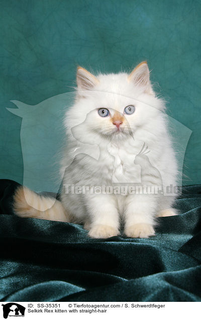 Selkirk Rex kitten with straight-hair / SS-35351