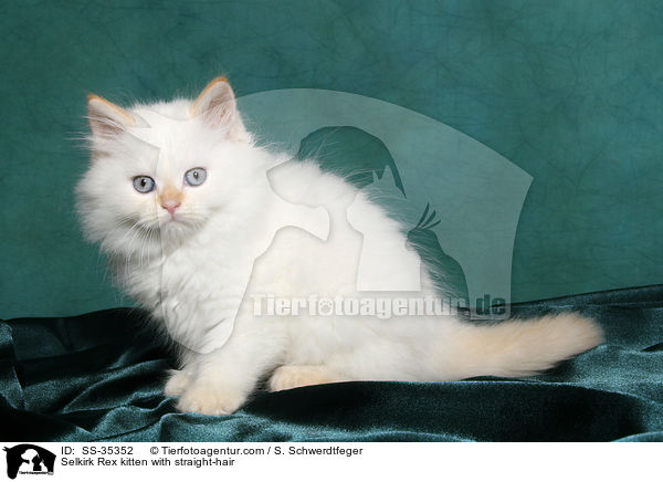 Selkirk Rex kitten with straight-hair / SS-35352