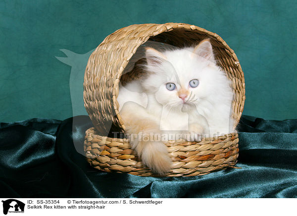 Selkirk Rex kitten with straight-hair / SS-35354