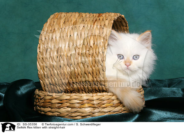 Selkirk Rex kitten with straight-hair / SS-35356