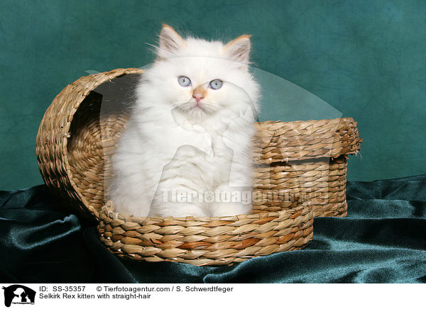 Selkirk Rex kitten with straight-hair / SS-35357