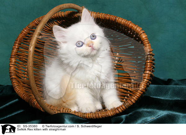 Selkirk Rex kitten with straight-hair / SS-35360