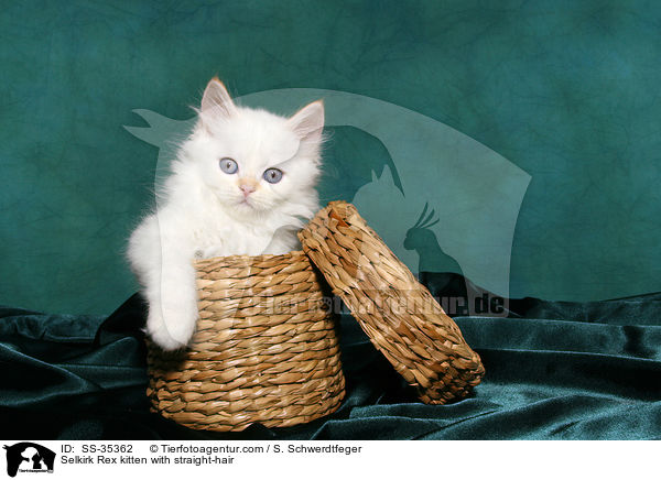 Selkirk Rex kitten with straight-hair / SS-35362