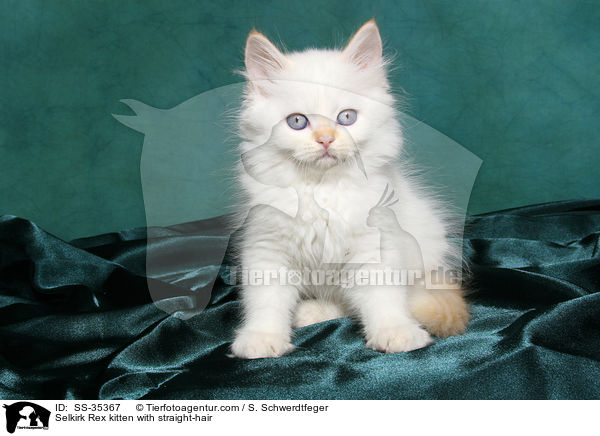 Selkirk Rex kitten with straight-hair / SS-35367