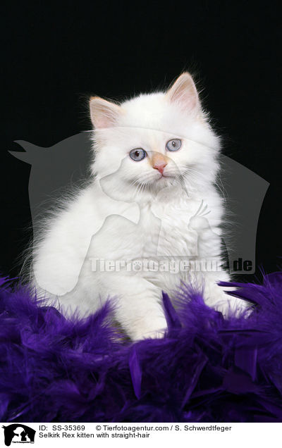 Selkirk Rex kitten with straight-hair / SS-35369