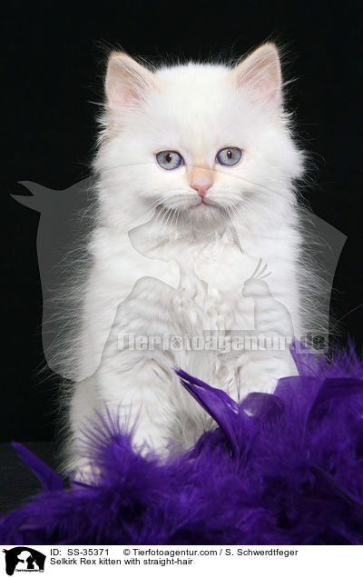 Selkirk Rex kitten with straight-hair / SS-35371