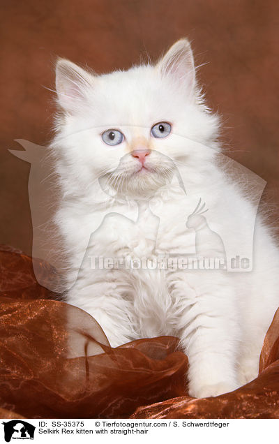 Selkirk Rex kitten with straight-hair / SS-35375