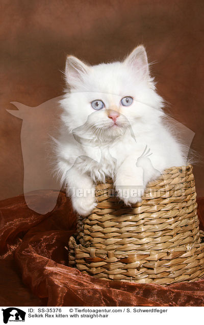 Selkirk Rex kitten with straight-hair / SS-35376