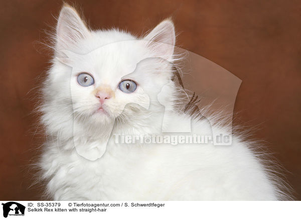 Selkirk Rex kitten with straight-hair / SS-35379
