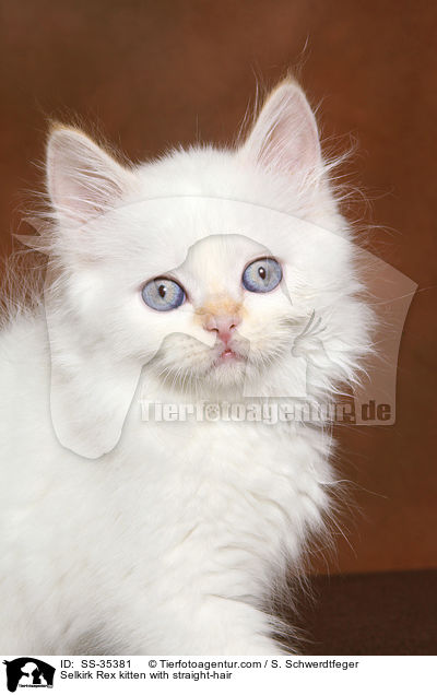 Selkirk Rex kitten with straight-hair / SS-35381