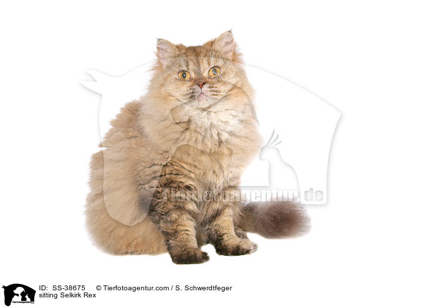 sitzende Selkirk Rex / sitting Selkirk Rex / SS-38675