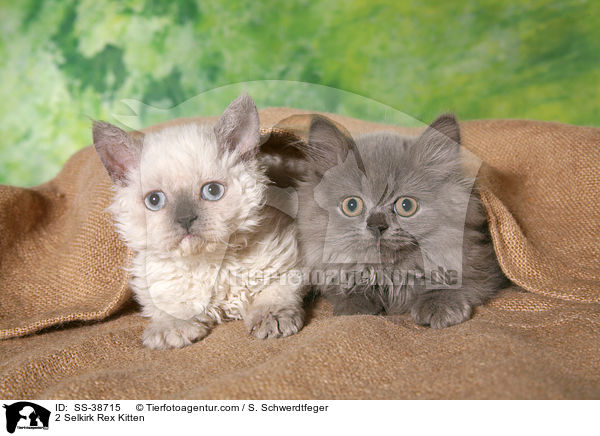 2 Selkirk Rex Ktzchen / 2 Selkirk Rex Kitten / SS-38715