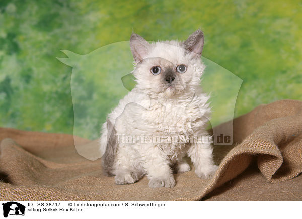 sitzendes Selkirk Rex Ktzchen / sitting Selkirk Rex Kitten / SS-38717