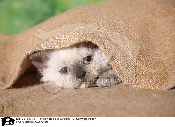 Selkirk Rex Ktzchen versteckt sich / hiding Selkirk Rex Kitten / SS-38718