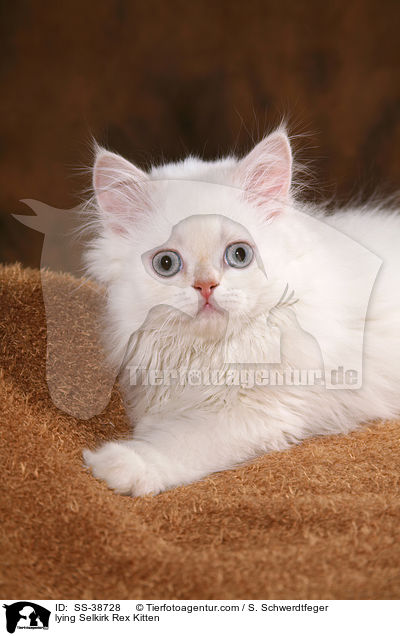 liegendes Selkirk Rex Ktzchen / lying Selkirk Rex Kitten / SS-38728