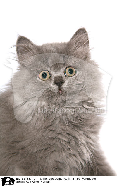 Selkirk Rex Ktzchen Portrait / Selkirk Rex Kitten Portrait / SS-38740