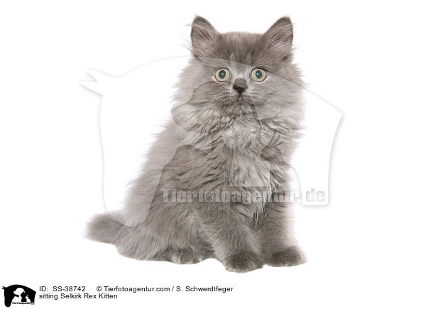 sitzendes Selkirk Rex Ktzchen / sitting Selkirk Rex Kitten / SS-38742