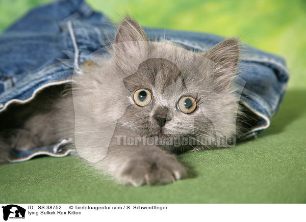 liegendes Selkirk Rex Ktzchen / lying Selkirk Rex Kitten / SS-38752