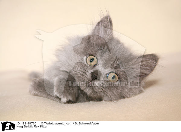 liegendes Selkirk Rex Ktzchen / lying Selkirk Rex Kitten / SS-38760