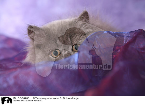 Selkirk Rex Ktzchen Portrait / Selkirk Rex Kitten Portrait / SS-38763